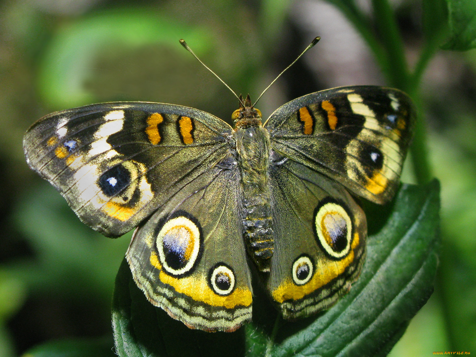 Бабочка с глазками на крыльях